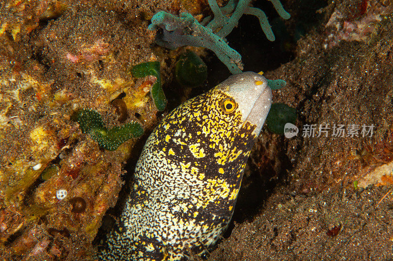 巨型马里鳗鱼(Gymnothorax javanicus)默里